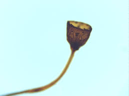 Attēlu rezultāti vaicājumam “Tortula truncata”