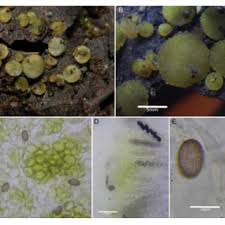 Attēlu rezultāti vaicājumam “Ascobolus furfuraceus”