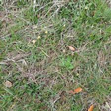 Attēlu rezultāti vaicājumam “Carex caryophyllea fruit”