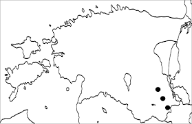 Attēlu rezultāti vaicājumam “Cystocoleus ebeneus”