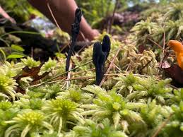Attēlu rezultāti vaicājumam “Geoglossum sp.”