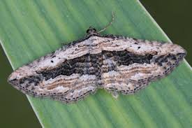 Attēlu rezultāti vaicājumam “Horisme vitalbata”