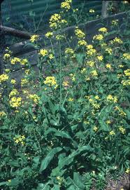 Attēlu rezultāti vaicājumam “Brassica napus flower”