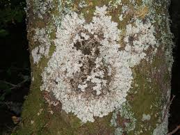 Attēlu rezultāti vaicājumam “Lobaria amplissima”