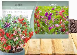 Image result for Impatiens balsamina