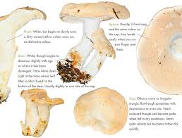Attēlu rezultāti vaicājumam “Hydnum rufescens”