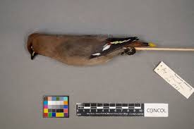 Attēlu rezultāti vaicājumam “Bombycilla garrulus”