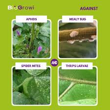 Attēlu rezultāti vaicājumam “Chrysopa eggs”