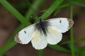Attēlu rezultāti vaicājumam “Anthocharis cardamines male”