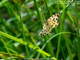 Attēlu rezultāti vaicājumam “Pseudopanthera macularia”