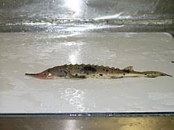 Image result for Huso fulvescens