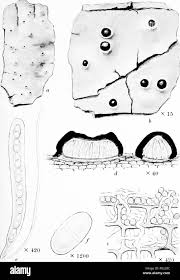 Attēlu rezultāti vaicājumam “Acrocordia gemmata”