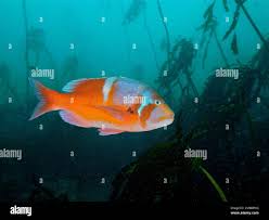 Image result for Chrysoblephus laticeps