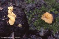 Attēlu rezultāti vaicājumam “Hymenoscyphus calyculus”