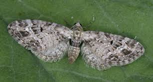 Attēlu rezultāti vaicājumam “Eupithecia exiguata”