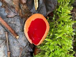 Attēlu rezultāti vaicājumam “Sarcoscypha austriaca”