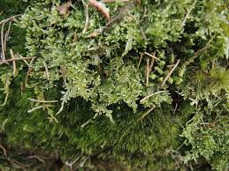 Attēlu rezultāti vaicājumam “Cirriphyllum piliferum”