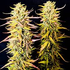 Resultado de imagen para la marihuana channel