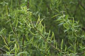Attēlu rezultāti vaicājumam “Salix triandra fruit”