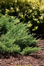 Attēlu rezultāti vaicājumam “Badhamia capsulifera var. arborea sessile”