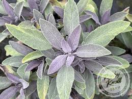 Image result for Salvia officinalis