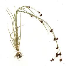 Attēlu rezultāti vaicājumam “Cribraria rufa stalked”