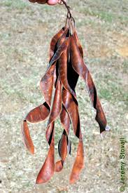 Attēlu rezultāti vaicājumam “Gleditsia triacanthos fruit”