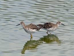 Image result for Calidris subminuta