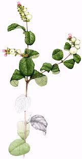 Attēlu rezultāti vaicājumam “Symphoricarpos albus”