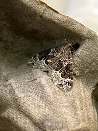 Attēlu rezultāti vaicājumam “Ecliptopera silaceata”