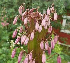 Attēlu rezultāti vaicājumam “Lilium martagon bud”