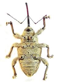 Attēlu rezultāti vaicājumam “Curculio venosus”