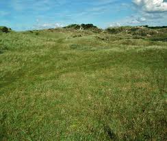 Attēlu rezultāti vaicājumam “Jalla dumosa”