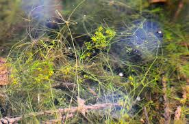 Attēlu rezultāti vaicājumam “Nitella flexilis”