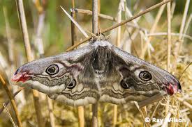 Attēlu rezultāti vaicājumam “Saturnia pavonia female”