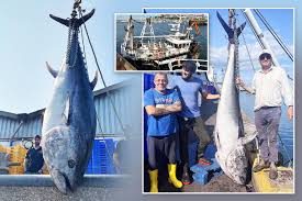 Image result for giant tuna