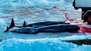 Image result for massacre golfinhos dinamarca