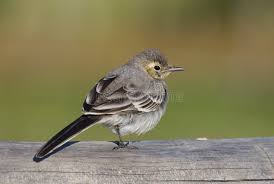 Attēlu rezultāti vaicājumam “Motacilla alba juvenile”