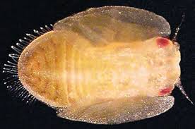 Attēlu rezultāti vaicājumam “Psylla alni nymph”