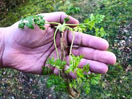 Image result for Kerbel