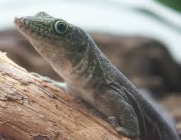 Image result for reptile scales