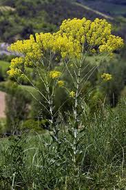 Image result for Isatis tinctoria