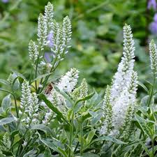 Attēlu rezultāti vaicājumam “Veronica longifolia flower”