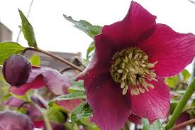 Image result for Christrose