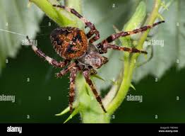 Attēlu rezultāti vaicājumam “Araneus angulatus”