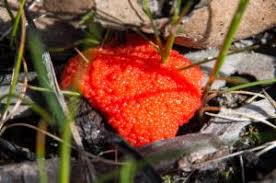 Attēlu rezultāti vaicājumam “Dictydiaethaliaceae”