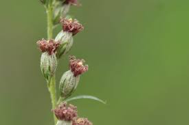 Attēlu rezultāti vaicājumam “Artemisia vulgaris bud”