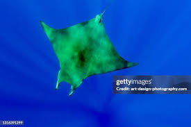 Image result for Mobula hypostoma