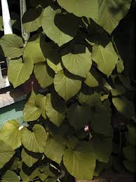 Attēlu rezultāti vaicājumam “Aristolochia durior flower”