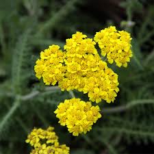 Attēlu rezultāti vaicājumam “Achillea millefolium”